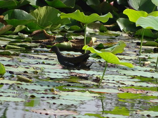 荷塘中休憩的黑色水鸟