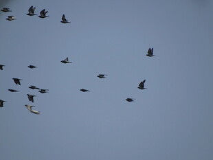 群鸟翱翔天际