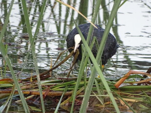 芦苇丛中的神秘黑色物体