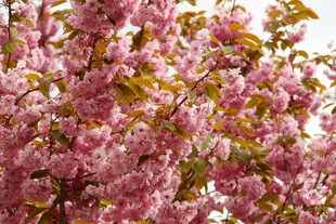 盛开的粉色樱花树