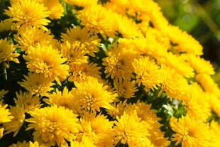 金黄灿烂的菊花绽放