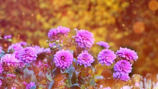 秋日绽放的艳丽紫菊