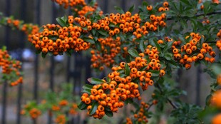 枝头橙红沙棘果