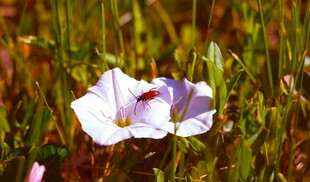 阳光下绽放的美丽白花