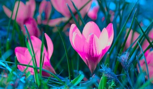 粉色番红花绽放于草丛