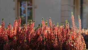 鲜艳红穗植物特写