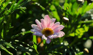 粉色雏菊绽于绿意间