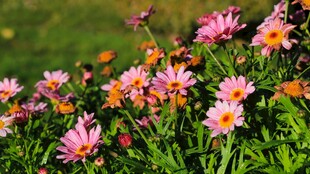 多彩雏菊绽放于绿意间