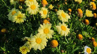 金黄雏菊绽放生机