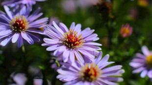 紫色雏菊绽放的美丽瞬间