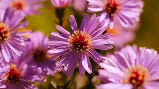 美丽紫色小花绽放