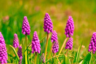 紫色葡萄风信子绽放美景