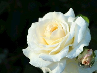 洁白优雅的单朵白玫瑰