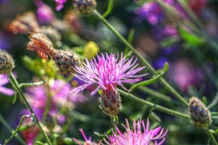 缤纷野花绽放自然之美