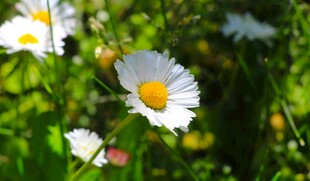 清新雏菊绽放于绿意间