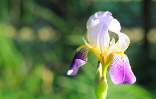 美丽鸢尾花绽放