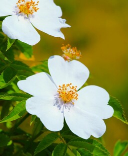 白色蔷薇花绽放