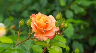 娇艳黄玫瑰绽放绿叶间