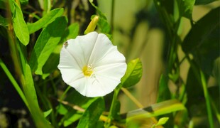 白色牵牛花绽放绿叶间