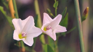 两朵粉色清新绽放小花