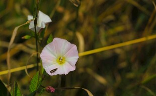 田野中的粉色牵牛花