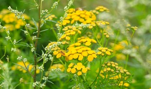 金黄野花绽放于绿意间