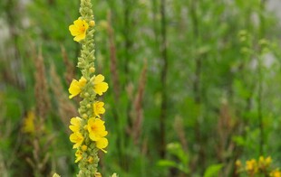 黄色小花绽放于绿野间
