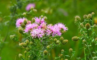 野外绽放的粉色小花