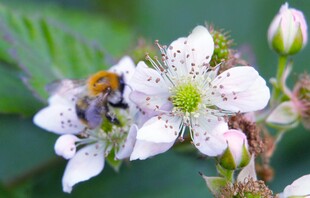 蜜蜂采蜜于白色小花间