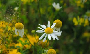 田野中的清新小白菊