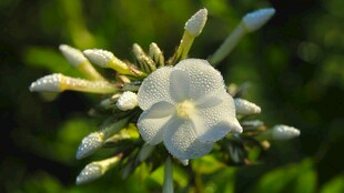 白色绽放花朵特写