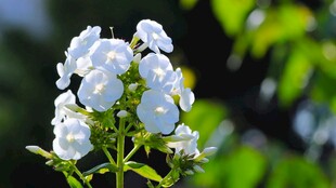 清新白色绣球花绽放