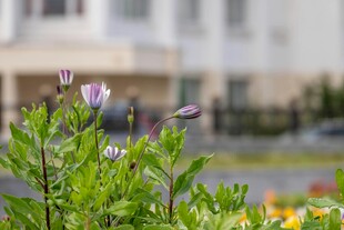 绽放的紫色小花与绿植