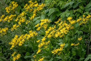 金黄小花绽放于绿叶间