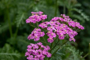 娇艳粉色蓍草花绽放