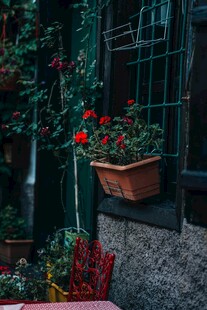 窗边盆栽绽放艳丽花朵