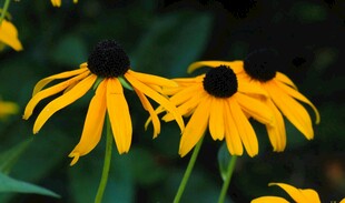 黄色黑心菊绽放