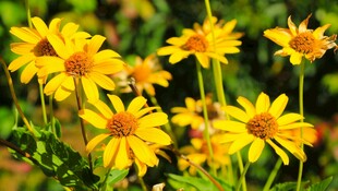 绽放的黄色小花