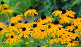 金黄黑心菊绽放