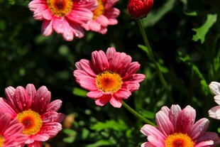 娇艳绽放的多彩小雏菊