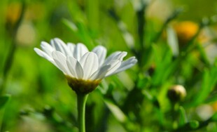 白色雏菊绽放于绿野