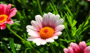 娇艳雏菊绽放于绿意间