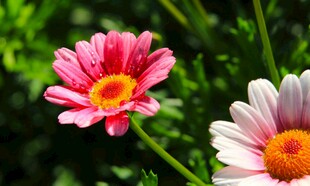 娇艳双色雏菊绽放