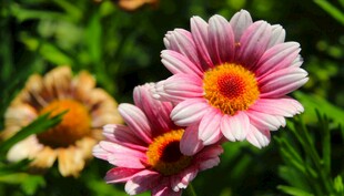 娇艳粉色雏菊绽放