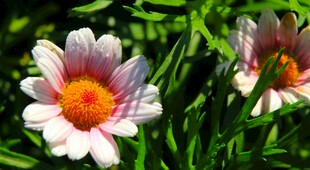 两朵绽放的美丽太阳花