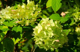 翠绿绣球花绽放