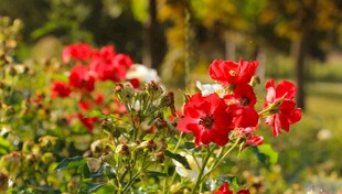 阳光下的鲜艳红玫瑰