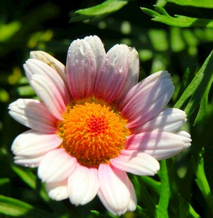 粉色雏菊绽放于绿叶间