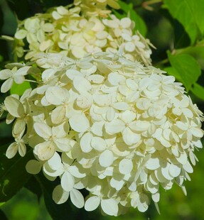 白色绣球花绽放