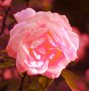 娇艳粉色玫瑰绽放